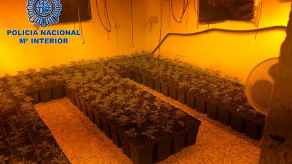 Imagen de la plantación de marihuana localizada en una parcela de Mérida