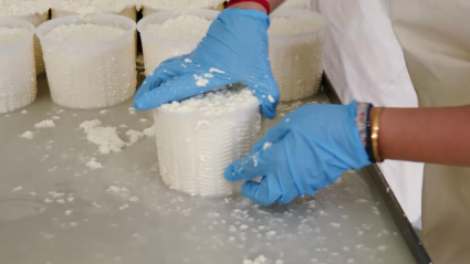 Hacemos queso fresco en Casar de Cáceres
