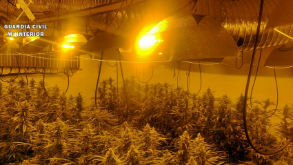 Plantas que se hallaban en el interior de un invernadero “Indoor”, perfectamente acondicionado para su cultivo y desarrollo