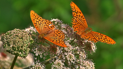 Issoria lathoni