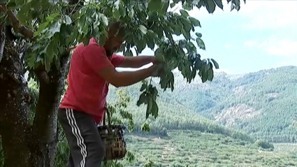 recogida de cereza en el valle del Jerte