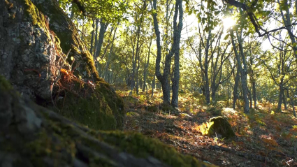 OTOÑO VALLE DEL AMBROZ - MUÉVETE