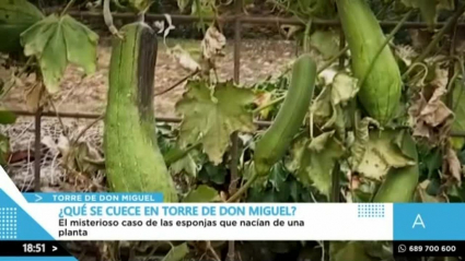 Torre de Don Miguel ,A esta hora, esponjas vegetales