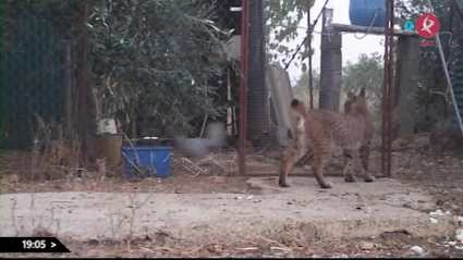 Lince ibérico y las gallinas