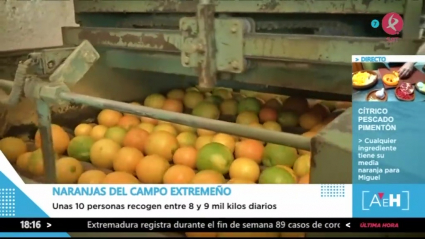 Las naranjas de Montijo
