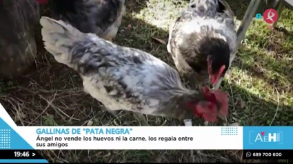 Gallinas extremeñas 