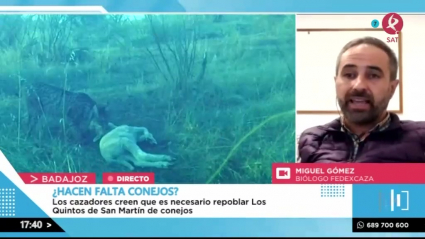 Los linces