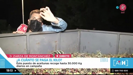 Aceitunas en Zarza de Montánchez