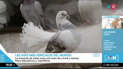 Las aves más raras 