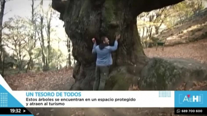 Árboles singulares en Extremadura,  Valle del Ambroz, A esta hora