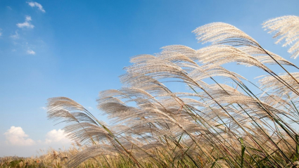plantas de miscanthus