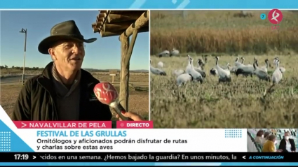 El Festival de las Grullas 