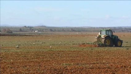 Campo