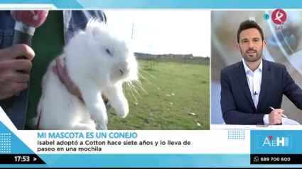 'Cotton', el conejo más dulce