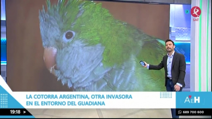 La cotorra argentina en Extremadura