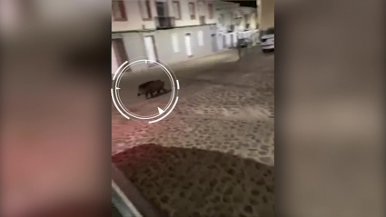 Un jabalí por un municipio extremeño