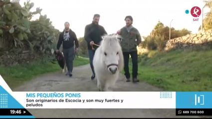Los ponis más monos que podemos ver en Extremadura
