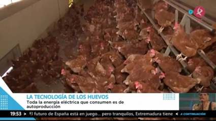 Las gallinas de los huevos ecológicos