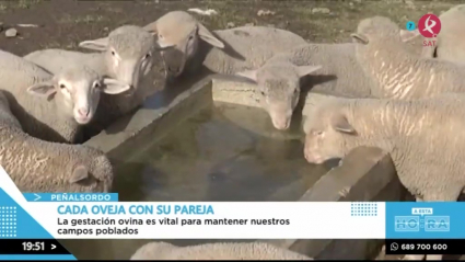 Las ovejas gestantes