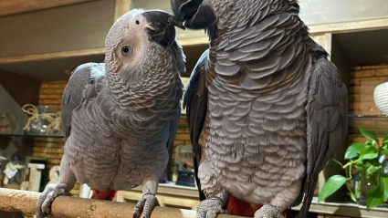Loro de cola roja