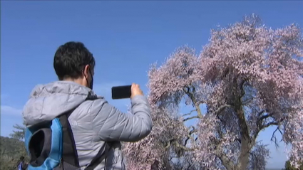 Almendro en flor de Valverde de Leganés