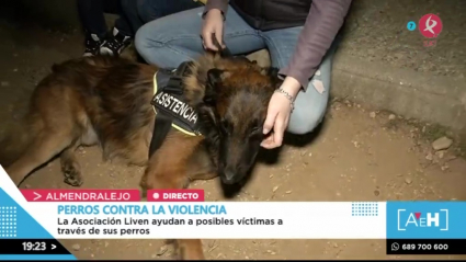 Los perros más cariñosos