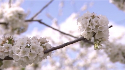La época de cerezos