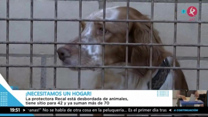 La protectora de animales en Almendralejo