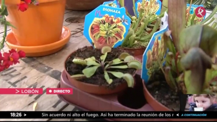 El vivero más curioso