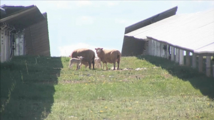 Ovejas pastando en la planta fotovoltaica de Hinojosa del Valle