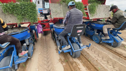 Plantación tomate