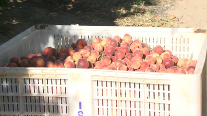 Melocotones recolectados en una finca de Villanueva de la Serena