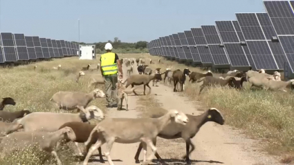Ovejas pastando en la planta fotovoltaica de Talayuela