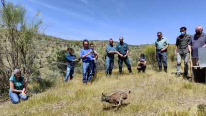Suelta de lince ibérico en Hornachos
