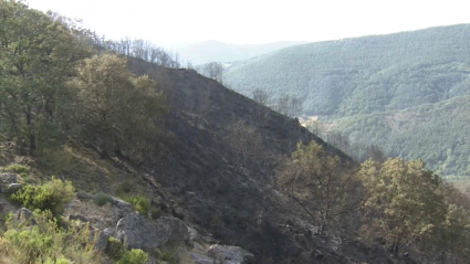Monte arrasado en Hervás