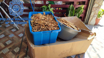 Plantación de marihuana en Carmonita
