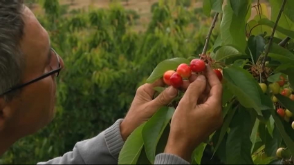 cerezas en Berzocana