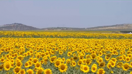 Girasoles en las Vegas Altas