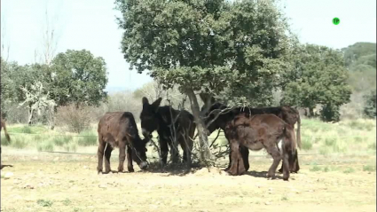 burros