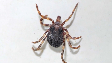 Garrapata