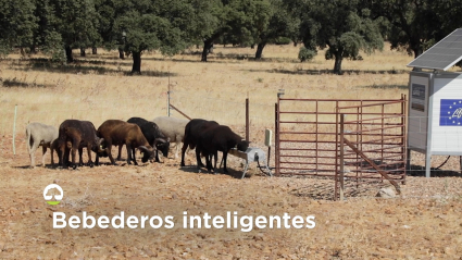 Ganado en un bebedero