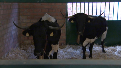 Primeros animales en Zafra