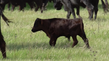 Beceerros añojos veterinarios cuidados Canal Extremadura Tierra de Toros