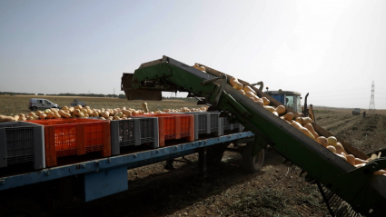 Máquina cosechando calabazas