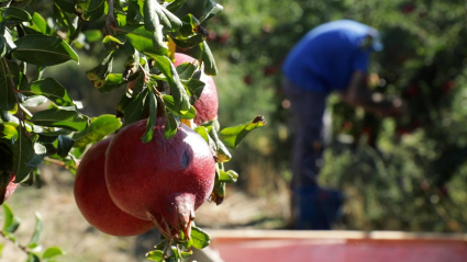 Granados con fruta