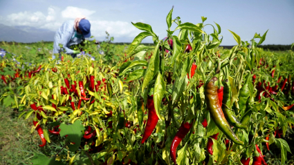 Cultivo de pimientos para pimentón