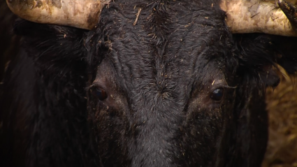 Veterinarios Reconocimientos Canal Extremadura Tierra de Toros