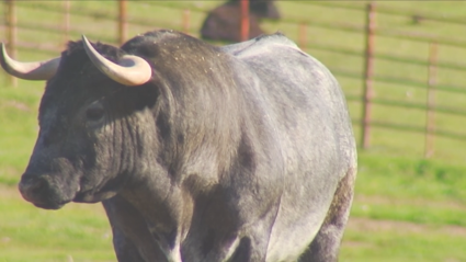 Edades del Toro Añojo Eral, Utrero, Cuatreño Canal Extremadura Tierra de Toros