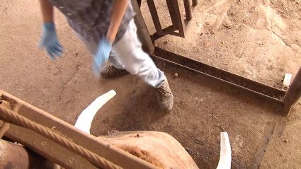 Enfundado Pitones Canal Extremadura Tierra de Toros