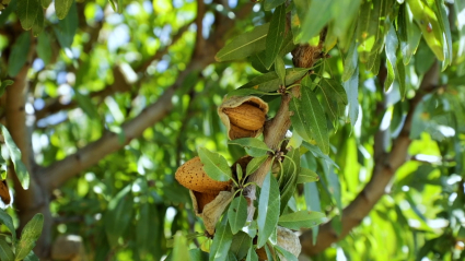 Ramas de un almendro 